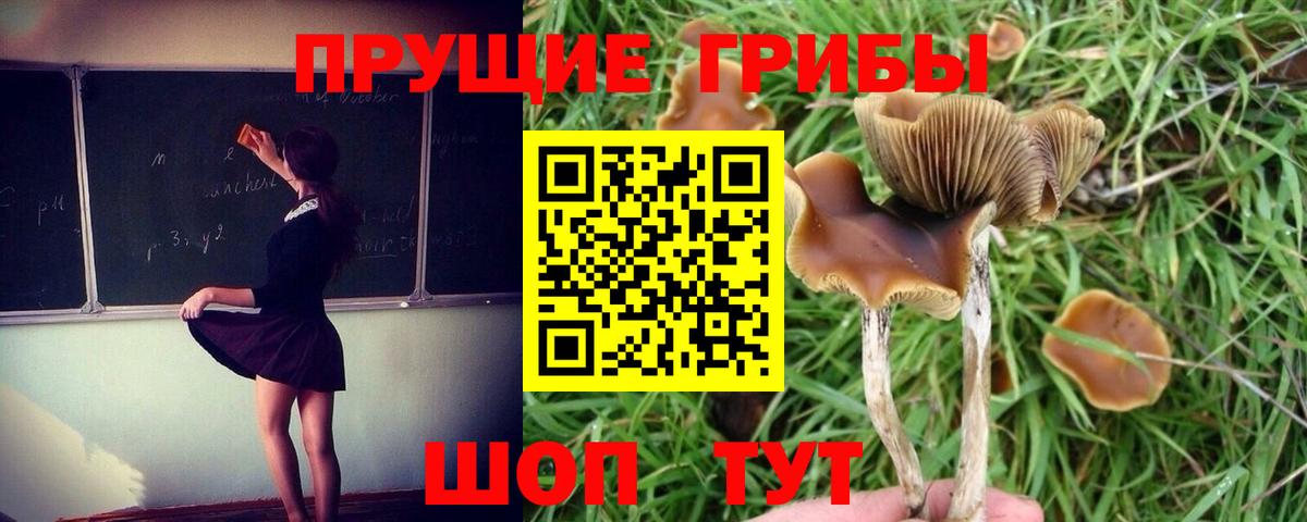 Галлюциногенные грибы Magic Shrooms  даркнет сайт  Галлюциногенные грибы GOLDEN TEACHER  Клин  Вход с VPN 